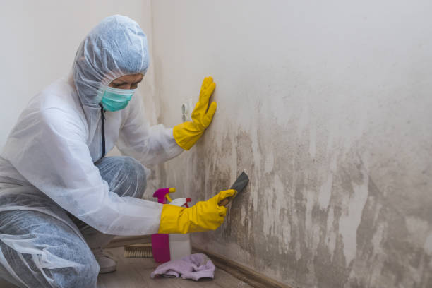 Best Mold Remediation for Healthcare Facilities  in Hermitage, PA