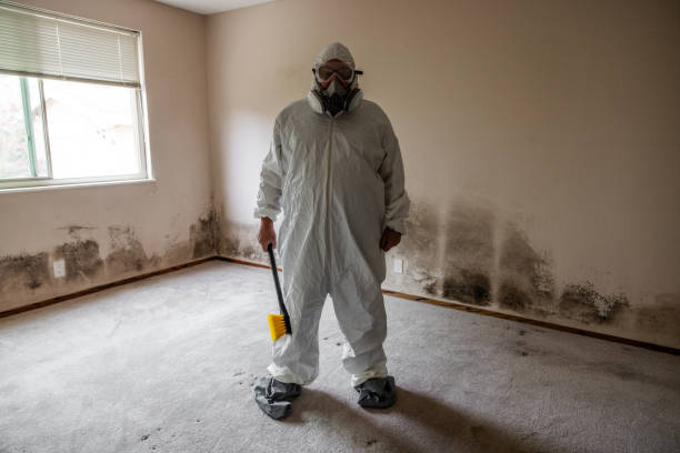 Best Black Mold Removal  in Hermitage, PA